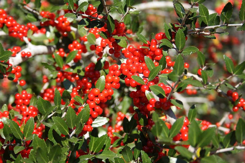 Ilex vomitoria, Yaupon, Yaupon Holly, Cassina, red berries, evergreen shrub, Aquifoliaceae, Berry, holly, Ilex, winter shrub