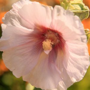Iliamna rivularis, Streambank Wild Hollyhock, Wild Hollyhock, Mountain Globemallow, Pink flowers