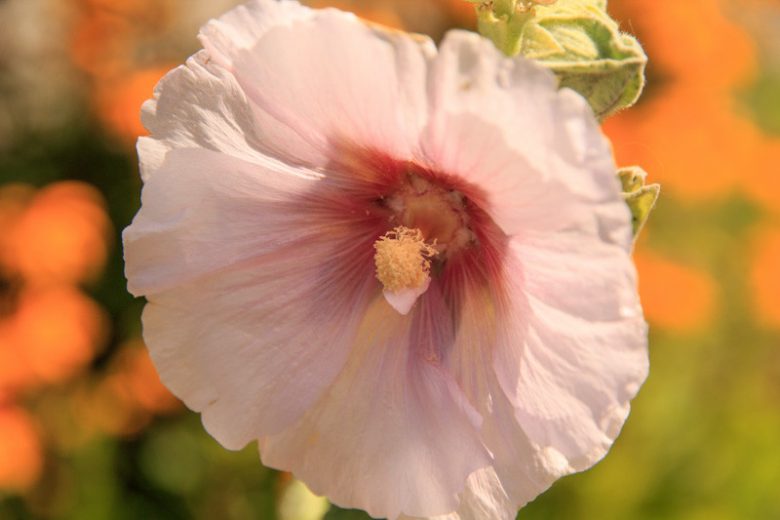 Iliamna rivularis, Streambank Wild Hollyhock, Wild Hollyhock, Mountain Globemallow, Pink flowers