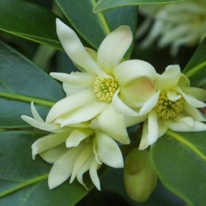 Illicium anisatum, Japanese Star Anise, Japanese Anise, Anise Shrub
