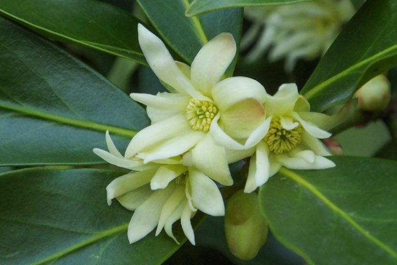 Illicium anisatum, Japanese Star Anise, Japanese Anise, Anise Shrub