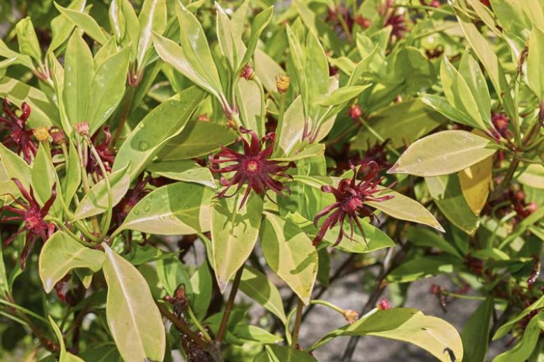 Illicium floridanum, Florida Anise, Purple Anise, Florida Aniseed Tree, Poison Bay, Red-Flowered Aniseed Tree, Tree Anise, Stinking Laurel