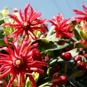 Illicium floridanum Miss Scarlett®, Florida Anise Miss Scarlett®, Purple Anise Miss Scarlett®, Florida Aniseed Tree  Miss Scarlett®, Illicium floridanum 'JCJC'