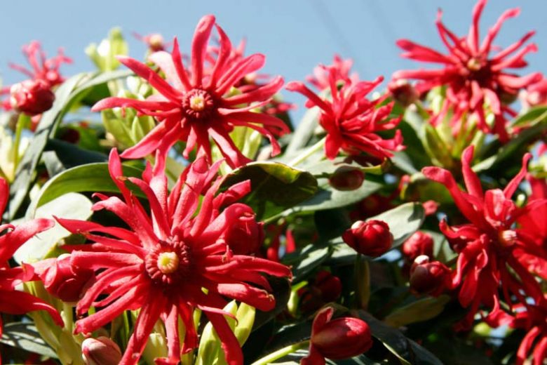 Illicium floridanum Miss Scarlett®, Florida Anise Miss Scarlett®, Purple Anise Miss Scarlett®, Florida Aniseed Tree  Miss Scarlett®, Illicium floridanum 'JCJC'