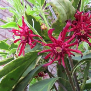 Illicium floridanum 'Pink Frost', Florida Anise 'Pink Frost', Purple Anise 'Pink Frost', Florida Aniseed Tree 'Pink Frost', Illicium parviflorum Pink Frost