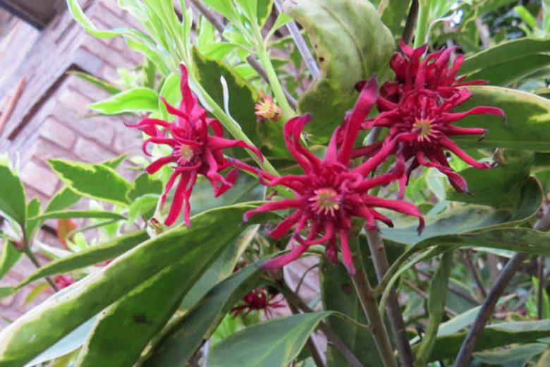 Illicium floridanum 'Pink Frost', Florida Anise 'Pink Frost', Purple Anise 'Pink Frost', Florida Aniseed Tree 'Pink Frost', Illicium parviflorum Pink Frost