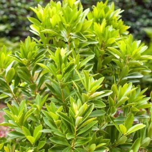 Illicium parviflorum BananAppeal, Small Anise BananAppeal, Small Anise Tree BananAppeal, Illicium parviflorum 'PIIIP-I'