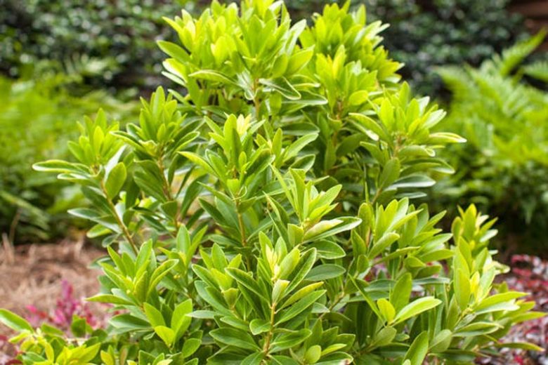Illicium parviflorum BananAppeal, Small Anise BananAppeal, Small Anise Tree BananAppeal, Illicium parviflorum 'PIIIP-I'