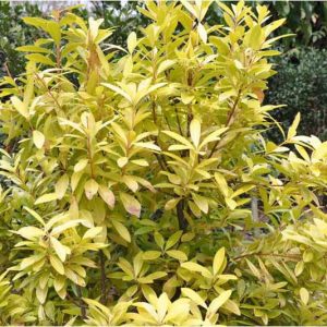Small Anise 'Florida Sunshine', Small Anise Tree 'Florida Sunshine', Yellow Shrub