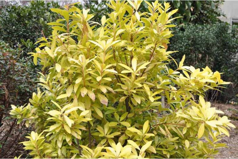 Small Anise 'Florida Sunshine', Small Anise Tree 'Florida Sunshine', Yellow Shrub