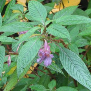 Impatiens arguta, Blue Impatiens, Blue Dream Impatiens, Toothed Busy Lizzie, Impatiens roingensis, Shade Flowers, Lavender Impatiens