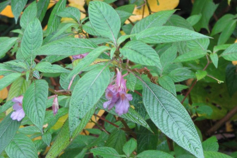 Impatiens arguta, Blue Impatiens, Blue Dream Impatiens, Toothed Busy Lizzie, Impatiens roingensis, Shade Flowers, Lavender Impatiens