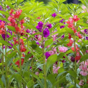 Impatiens balsamina, Balsam, Balsam Top Knots, Garden Balsam, Rose Balsam, Spotted Snapweed, Touch-me-not, Shade Flowers, White Impatiens, Red Impatiens, Pink Impatiens, Purple Impatiens