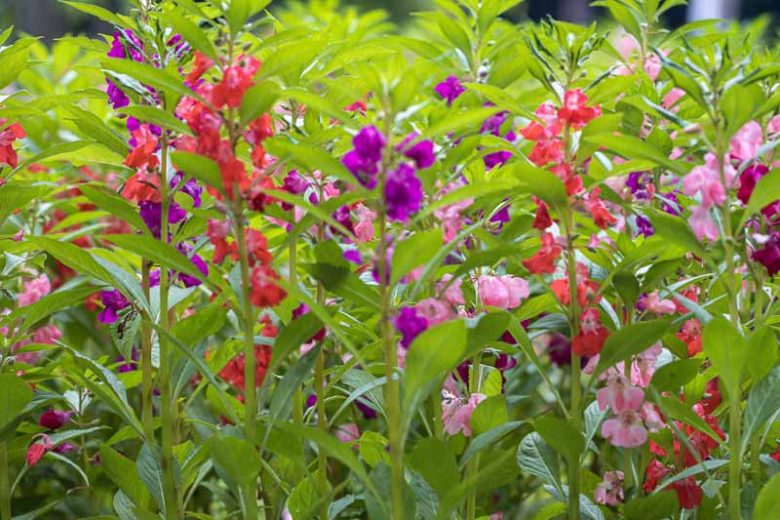 Impatiens balsamina, Balsam, Balsam Top Knots, Garden Balsam, Rose Balsam, Spotted Snapweed, Touch-me-not, Shade Flowers, White Impatiens, Red Impatiens, Pink Impatiens, Purple Impatiens