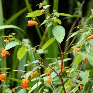 Impatiens capensis, Jewelweed, Orange Jewelweed, Spotted Touch-me-not, Impatiens biflora, Impatiens fulva, Impatiens noli-tangere ssp. biflora, Impatiens nortonii