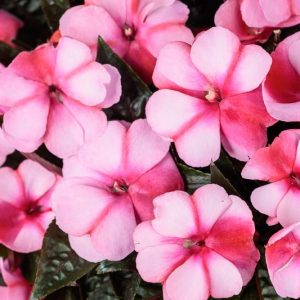 Impatiens 'Infinity Blushing Crimson ', Infinity Blushing Crimson  Impatiens, Mounding Impatiens, Pink Impatiens, Pink Flowers