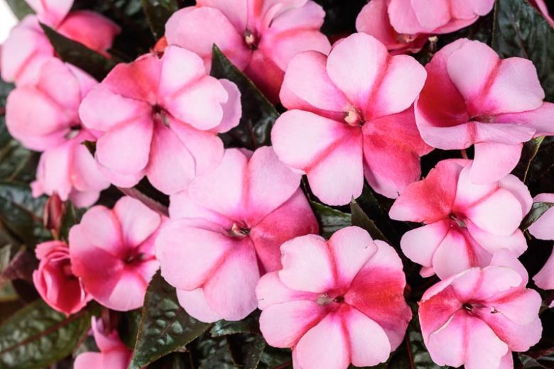 Impatiens 'Infinity Blushing Crimson ', Infinity Blushing Crimson  Impatiens, Mounding Impatiens, Pink Impatiens, Pink Flowers