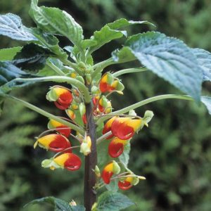Impatiens niamniamensis, Parrot Plant, Shade Flowers, Bicolor Impatiens