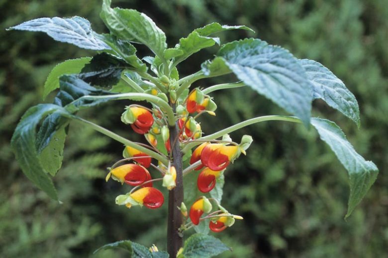 Impatiens niamniamensis, Parrot Plant, Shade Flowers, Bicolor Impatiens