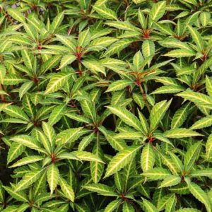 Impatiens omeiana, Hardy Impatiens, Shade Flowers, Yellow Impatiens