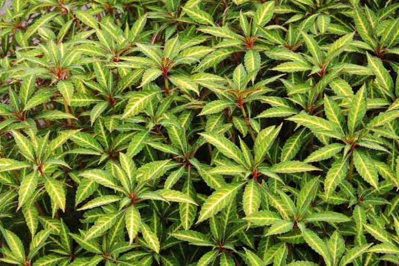 Impatiens omeiana, Hardy Impatiens, Shade Flowers, Yellow Impatiens