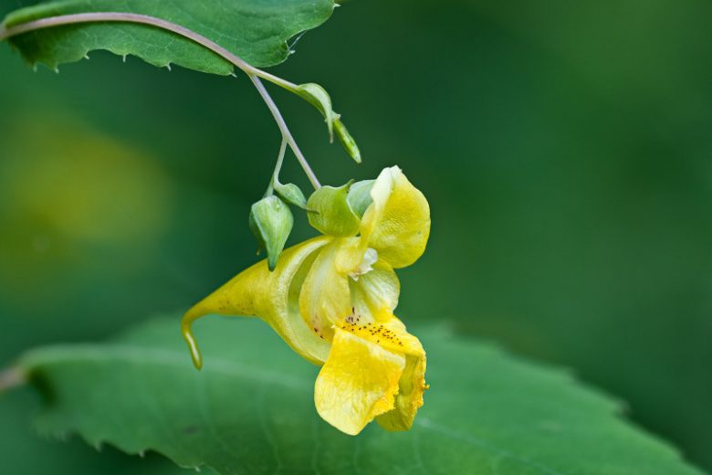Impatiens pallida, Pale Touch-me-not, Yellow Jewelweed, Yellow Flowers, Yellow Impatiens