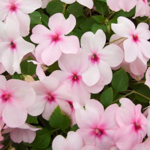 Impatiens, new guinea impatiens, impatiens flowers, impatiens walleriana, impatiens flower, impatiens balsamina, impatiens capensis, double impatiens