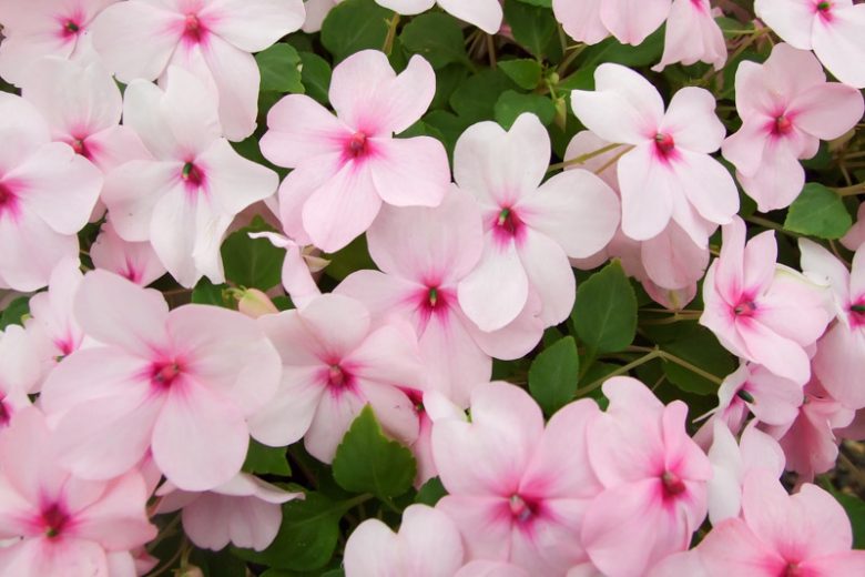 Impatiens, new guinea impatiens, impatiens flowers, impatiens walleriana, impatiens flower, impatiens balsamina, impatiens capensis, double impatiens