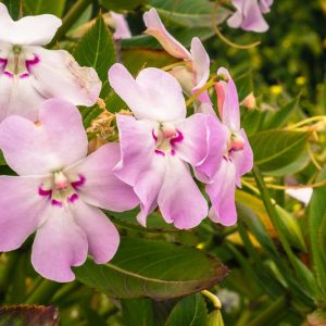 Impatiens sodenii, Poor Man's Rhododendron, Impatiens sodenii subsp. sodenii var. ugandense, Impatiens ugandensis, Impatiens sodenii subsp. oliveri, Shade Flowers