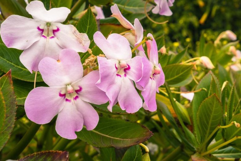 Impatiens sodenii, Poor Man's Rhododendron, Impatiens sodenii subsp. sodenii var. ugandense, Impatiens ugandensis, Impatiens sodenii subsp. oliveri, Shade Flowers