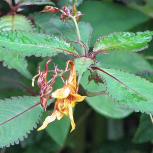 Impatiens stenantha, Hardy Impatiens, Narrow-Flowered Balsam, Shade Flowers, Yellow Impatiens