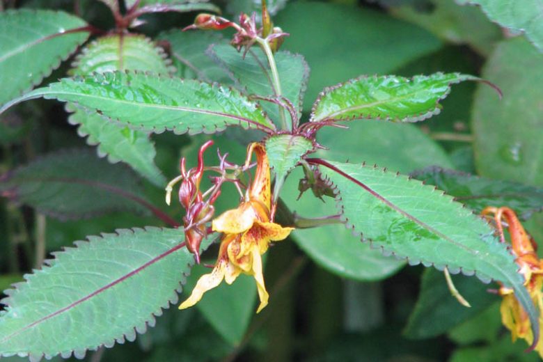 Impatiens stenantha, Hardy Impatiens, Narrow-Flowered Balsam, Shade Flowers, Yellow Impatiens