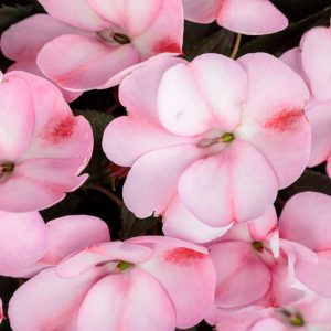 Impatiens 'Sunpatiens Compact Pink Candy', Sunpatiens Compact Pink Candy Impatiens, Mounding Impatiens, Pink Impatiens, Pink Flowers