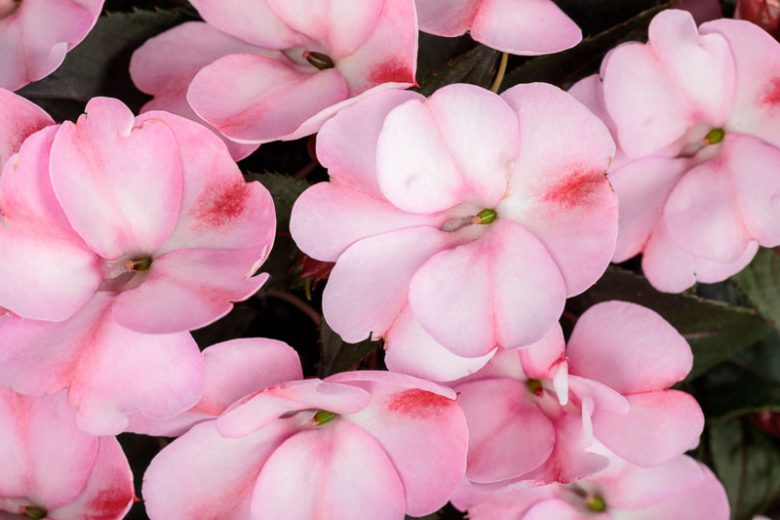 Impatiens 'Sunpatiens Compact Pink Candy', Sunpatiens Compact Pink Candy Impatiens, Mounding Impatiens, Pink Impatiens, Pink Flowers
