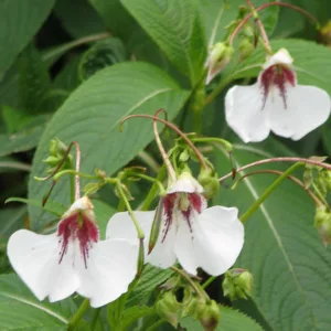 Impatiens tinctoria, Hardy Impatiens, Dyers Busy Lizzie, Shade Flowers, White Impatiens