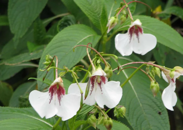 Impatiens tinctoria, Hardy Impatiens, Dyers Busy Lizzie, Shade Flowers, White Impatiens