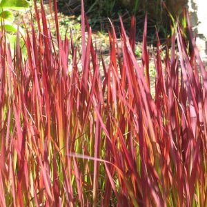 Imperata Cylindrica, Japanese Blood Grass, Cogon Grass, Ornamental grasses, Ornamental grass, Decorative grasses, grasses,