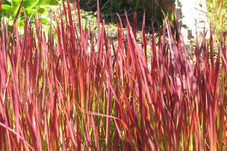 Imperata Cylindrica, Japanese Blood Grass, Cogon Grass, Ornamental grasses, Ornamental grass, Decorative grasses, grasses,