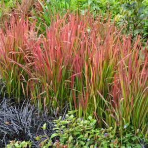 Imperata Cylindrica 'Red Baron', Japanese Blood Grass 'Red Baron', Imperata Cylindrica 'Rubra', Cogon Grass 'Red Baron', Imperata Cylindrica var. Koenigii, Ornamental grasses, Ornamental grass, Decorative grasses, grasses, Red Grasses