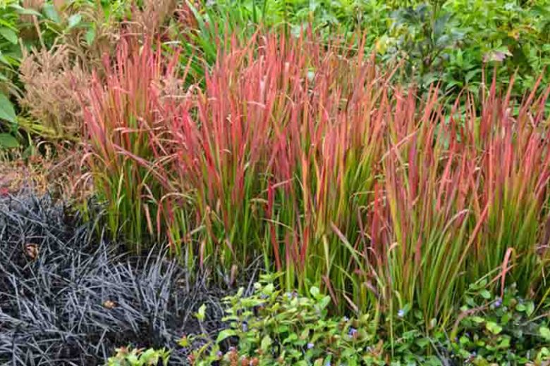 Imperata Cylindrica 'Red Baron', Japanese Blood Grass 'Red Baron', Imperata Cylindrica 'Rubra', Cogon Grass 'Red Baron', Imperata Cylindrica var. Koenigii, Ornamental grasses, Ornamental grass, Decorative grasses, grasses, Red Grasses