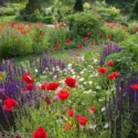 Perennial Combinations, Plant Combinations, Prairie Planting Ideas, Summer Borders, Spring Borders, corn poppy, papaver rhoeas, Salvia nemorosa Caradonna, Sage, Oenothera Speciosa, Evening Primrose, Silene Armeria, Sweet William catchfly