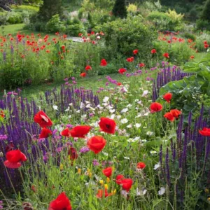 Perennial Combinations, Plant Combinations, Prairie Planting Ideas, Summer Borders, Spring Borders, corn poppy, papaver rhoeas, Salvia nemorosa Caradonna, Sage, Oenothera Speciosa, Evening Primrose, Silene Armeria, Sweet William catchfly