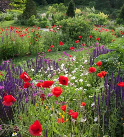 Perennial Combinations, Plant Combinations, Prairie Planting Ideas, Summer Borders, Spring Borders, corn poppy, papaver rhoeas, Salvia nemorosa Caradonna, Sage, Oenothera Speciosa, Evening Primrose, Silene Armeria, Sweet William catchfly