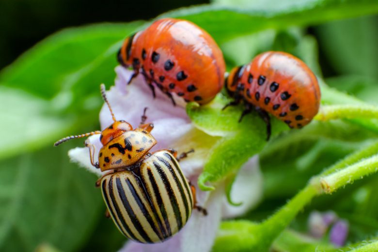 Garden Pests, Garden Bugs, Aphids, Colorado Potato Beetles, Japanese Beetles, Cutworms, Earwings