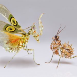 Praying Mantis,  Family Mantidae, Mantodea, Beneficial Insect