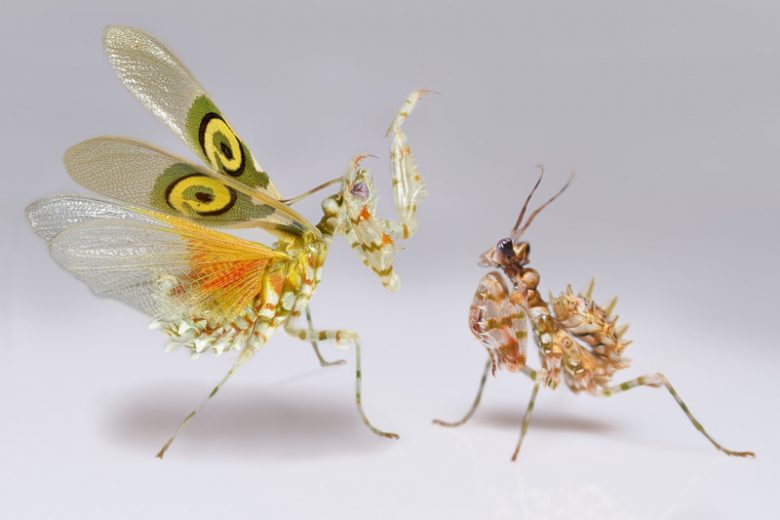 Praying Mantis,  Family Mantidae, Mantodea, Beneficial Insect