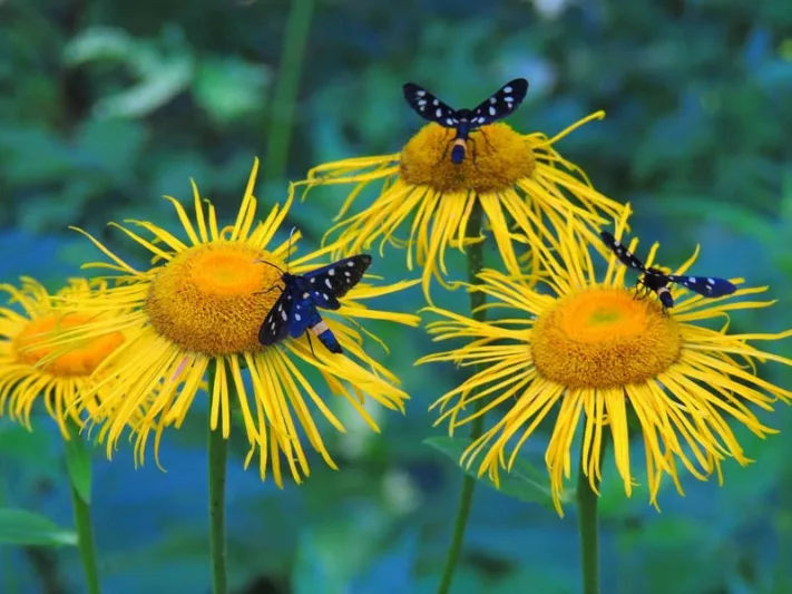 Inula helenium, Elecampane,  Allicampane, Elf Dock, Else Dock, Elf Wort, Enula Campana, Horse Elder, Horse Heal, Scabwort, Wild Sunflower, Yellow Starwort, Yellow Flowers