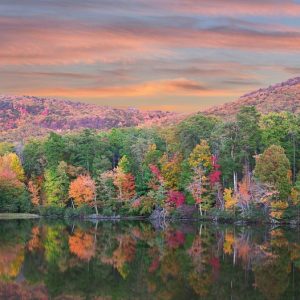 Native Plants, Invasive Plants, Alabama Invasive Plants, Alabama Invasive Shrubs, Alabama Invasive Perennials, Alabama Invasive Trees