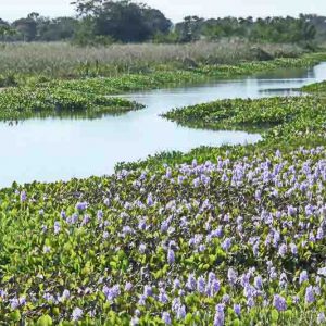 Native Plants, Invasive Plants, Florida Invasive Plants, Florida Invasive Shrubs, Florida Invasive Perennials, Florida Invasive Trees