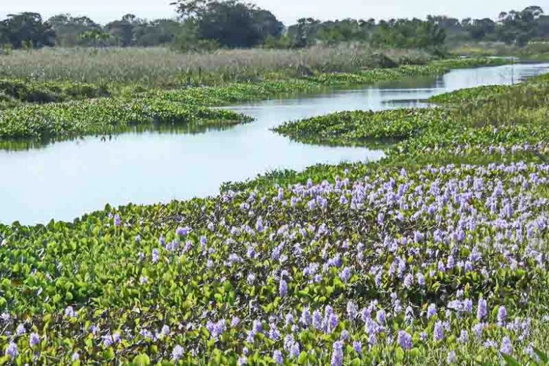 Native Plants, Invasive Plants, Florida Invasive Plants, Florida Invasive Shrubs, Florida Invasive Perennials, Florida Invasive Trees